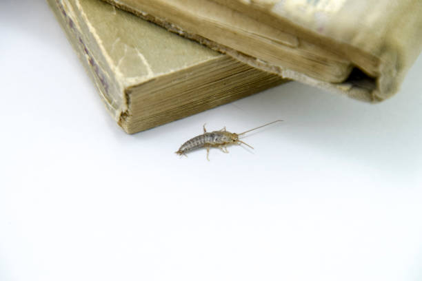 istock Pest books and newspapers. Insect feeding on paper - silverfish 700764482
