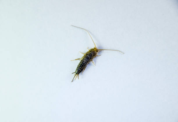 Silverfish on a white sheet of paper. Pest books and newspapers. Insect feeding on paper - silverfish Silverfish on a white sheet of paper. Insect feeding on paper - silverfish. Pest books and newspapers. bristle animal part photos stock pictures, royalty-free photos & images
