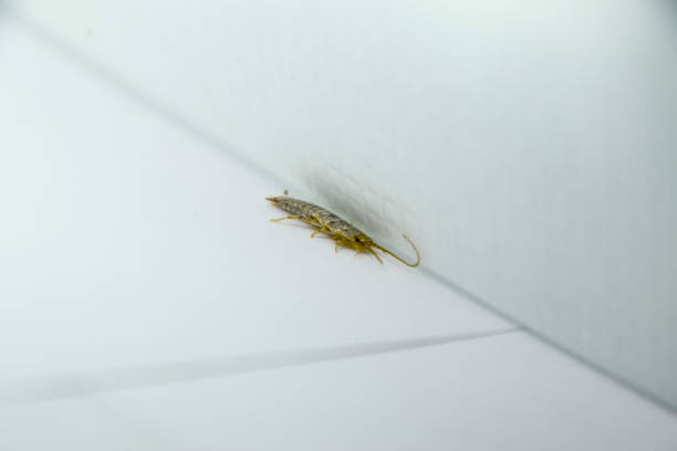 pest-bücher und zeitungen. insekt auf dem papier - silberfischchen fütterung - decapod stock-fotos und bilder