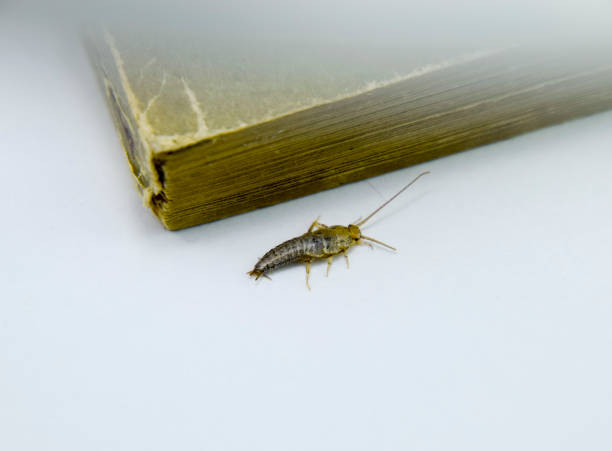 istock Pest books and newspapers. Insect feeding on paper - silverfish 700764504