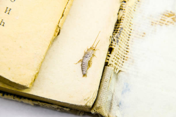 istock Pest books and newspapers. Insect feeding on paper - silverfish 700764514