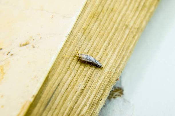 istock Pest books and newspapers. Insect feeding on paper - silverfish 700764526