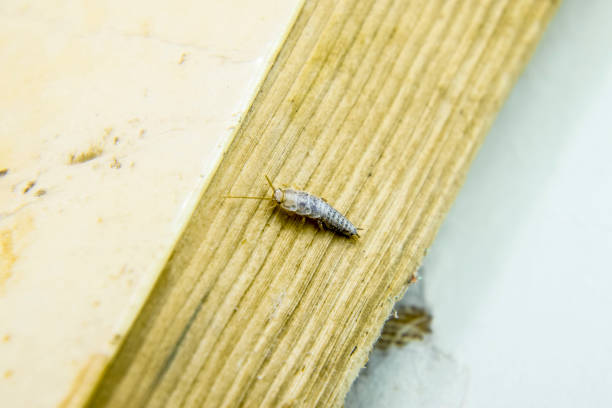 Pest books and newspapers. Insect feeding on paper - silverfish Insect feeding on paper - silverfish. Pest books and newspapers. bristle animal part photos stock pictures, royalty-free photos & images