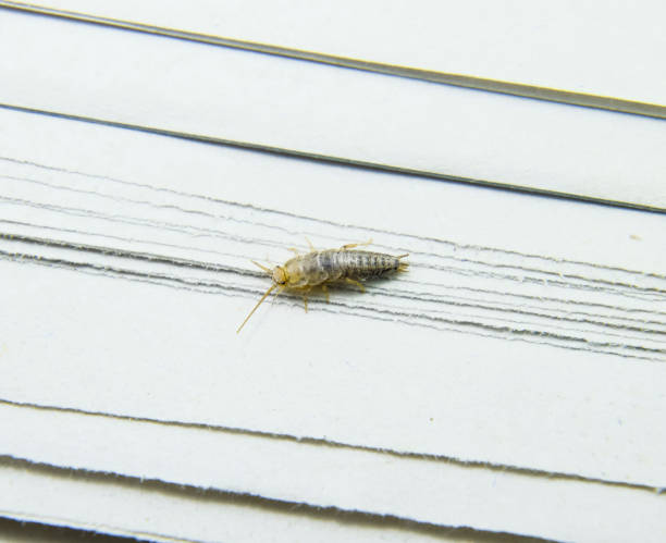 istock Pest books and newspapers. Insect feeding on paper - silverfish 700764532