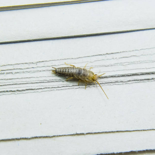 Pest books and newspapers. Insect feeding on paper - silverfish