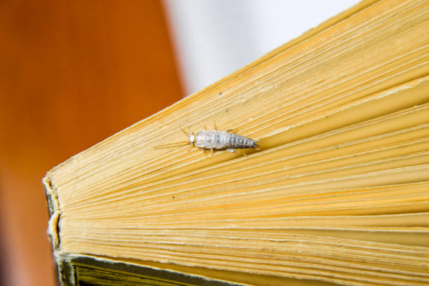 insekt auf dem papier - silberfischchen fütterung. silberfischchen am ende des buches. - decapod stock-fotos und bilder