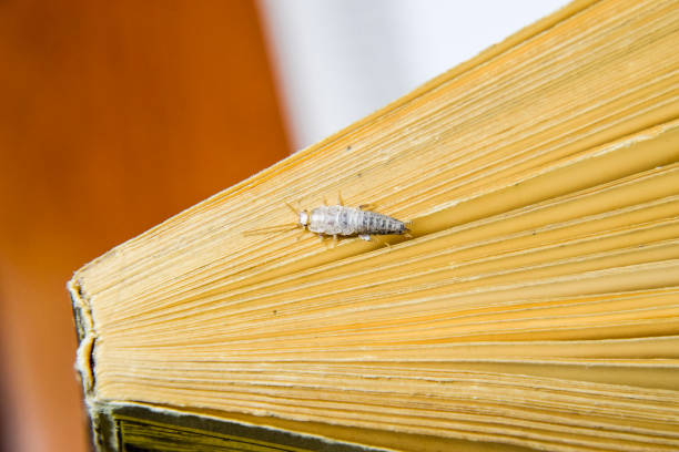 Insect feeding on paper - silverfish. Silverfish at the end of the book. Insect feeding on paper - silverfish. Pest books and newspapers. Silverfish at the end of the book. bristle animal part photos stock pictures, royalty-free photos & images