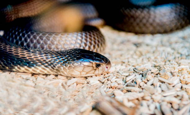 istock snake and serpent, long limbless reptile animal 700769490