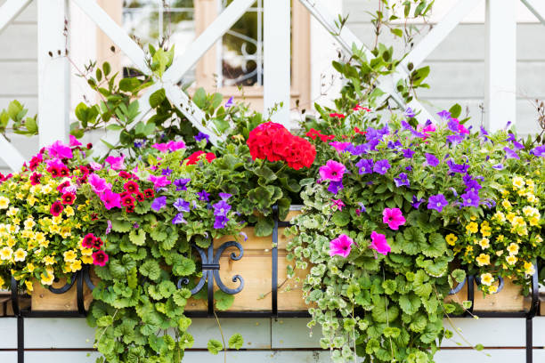 istock colorful flower boxes in front of house 700770424