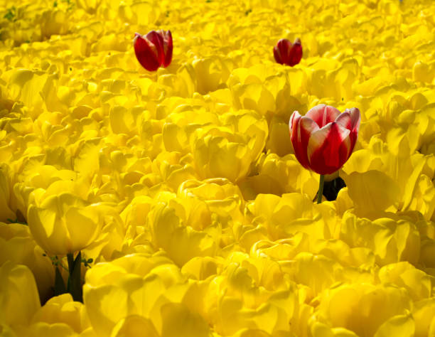 istock Multicolored tulips blossomed in spring in Turkey 700775872
