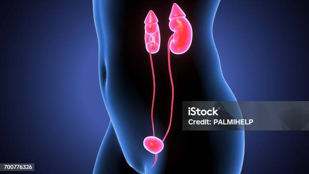 3d Illustration Female Human Body Kidneys Stock Photo - Download Image Now - Abstract, Anatomy, Biology