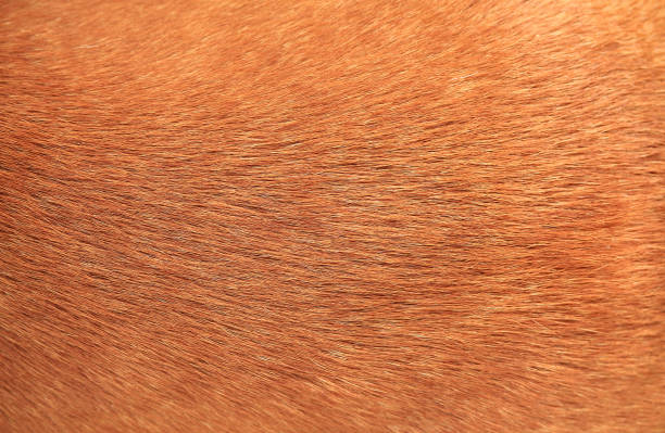 istock Close up brown dog fur background 700778090