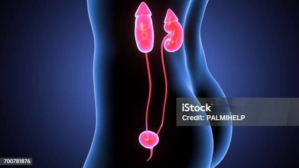 3d Illustration Female Human Body Kidneys Stock Photo - Download Image Now - Abstract, Anatomy, Biology