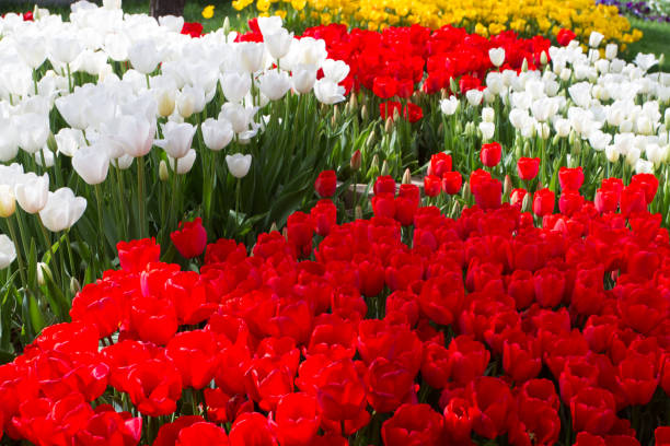 istock Multicolored tulips blossomed in spring in Turkey 700781888