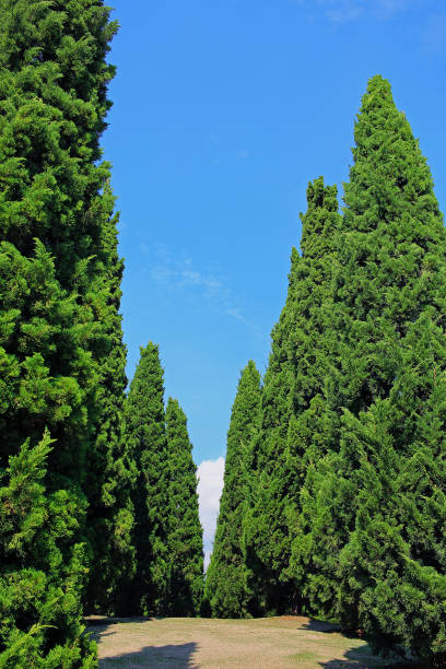 istock Pines in royal flora garden, Chiangmai 700781898