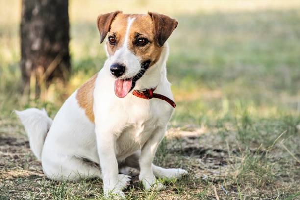 istock Jack Russell Terrier dog sitting on grass in summer day 700799910