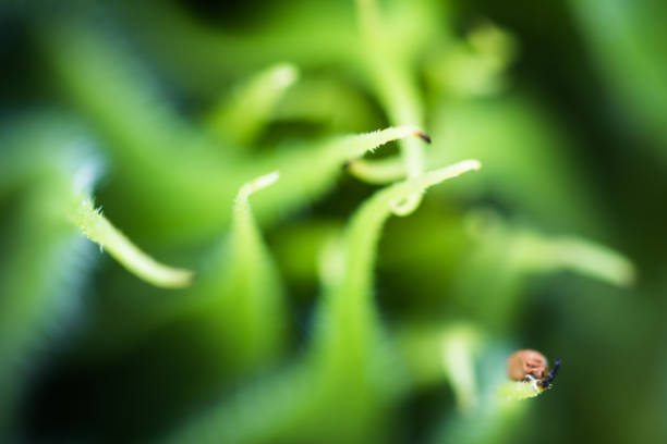 resumen verde hermoso girasol floreciendo en desarrollo fondo macro cerrar hasta en borrosa con error - growth development sunflower progress fotografías e imágenes de stock