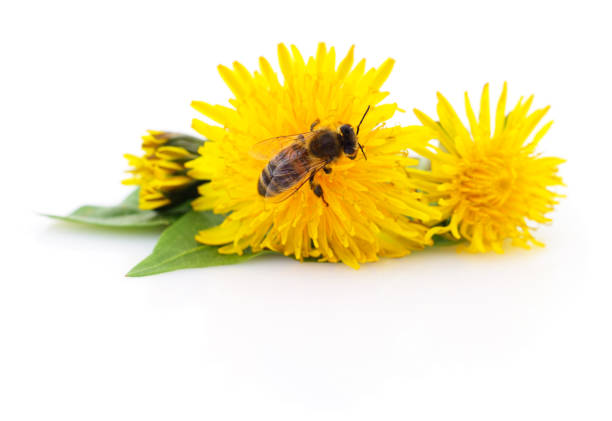 istock Honeybee and yellow flower 700807810