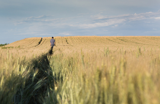 Rear view of peasant walking in barley field in early summer time