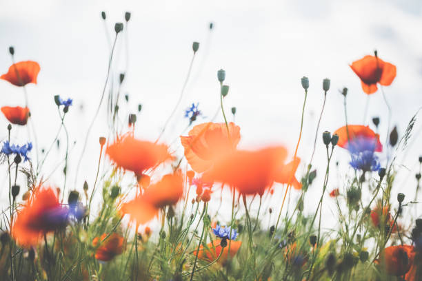 istock Red poppy in beautiful sunset against the dusk 700818072