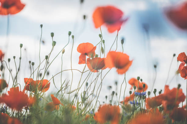 istock Red poppy in beautiful sunset against the dusk 700818332
