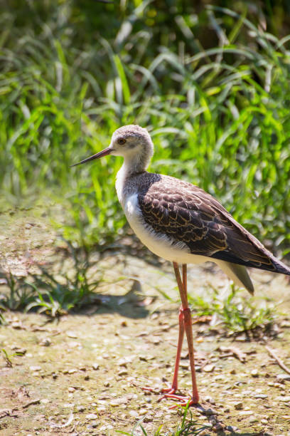 Knight of Italy bird