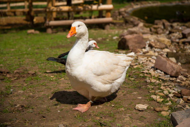 istock Close-Up Of Goose On Field 700821787