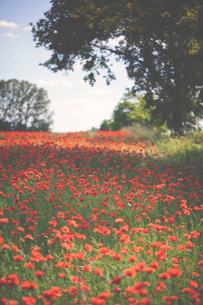 Red poppy in beautiful sunset against the dusk