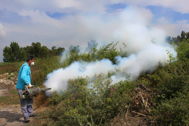 istock Thermal Fog application against to the pest 700824522