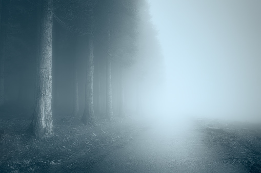 thick fog over a spruce forest in the black forest during winter