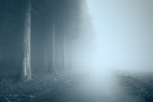 moody landscape with a foggy road