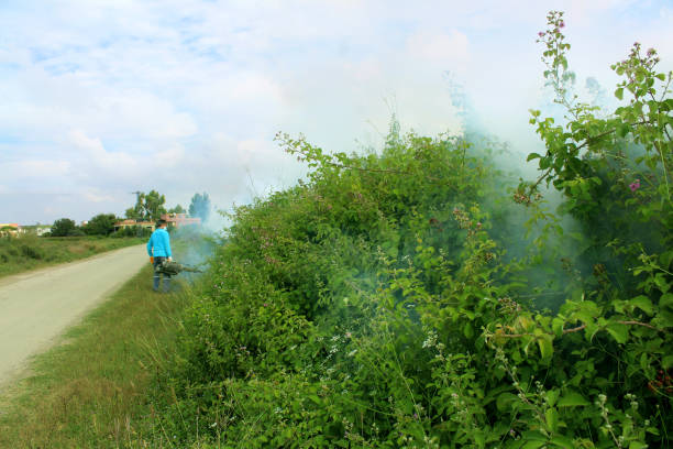 istock Thermal Fog application against to the pest 700824842