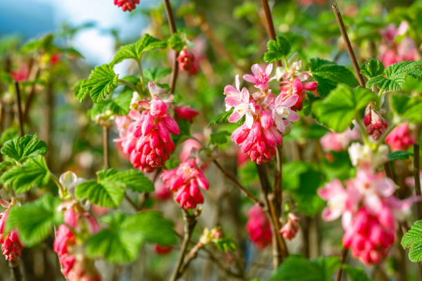 ribes kwitnienia porzeczki w parku publicznym - berry fruit pink vibrant color leaf zdjęcia i obrazy z banku zdjęć