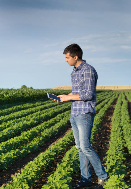 istock Farmer in soybean field with tablet 700828904