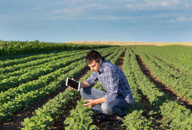 istock Farmer in soybean field with tablet 700833096
