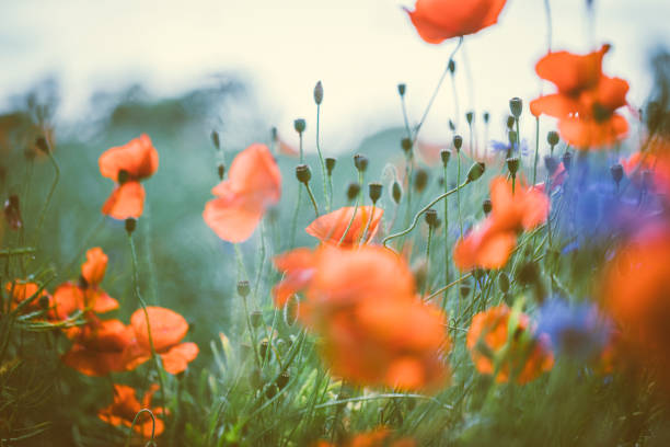 istock Red poppy in beautiful sunset against the dusk 700833236