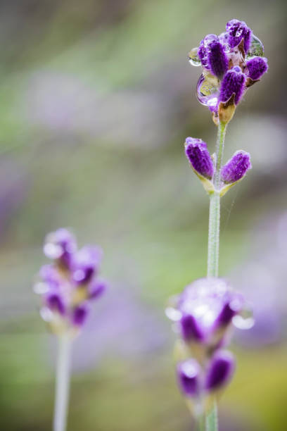 fleur de lavande violette belle bouchent avec goutte d’eau de pluie dans l’arrière-plan vert flou - nature rain crop europe photos et images de collection