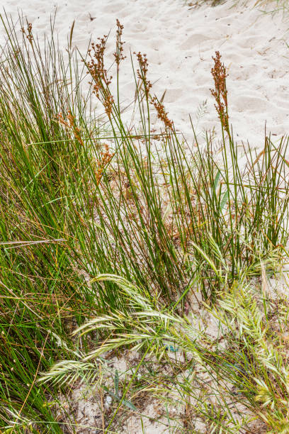 Sand Rushes In 170+ Zona Fasciculata Photos Stock Photos, Pictures & Royalty-Free ...