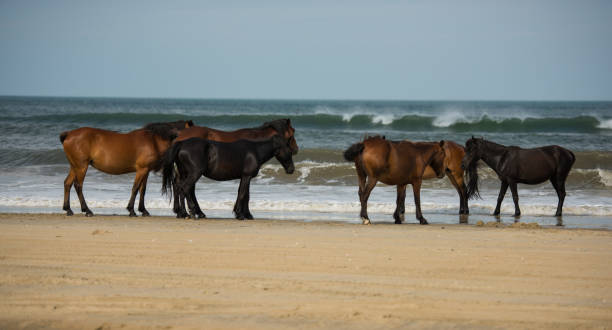 istock Horses at the Shoreline 700834332