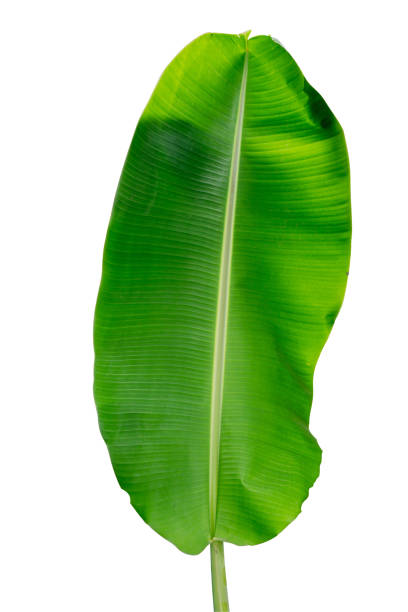 istock banana leaf isolated on white background 700834378