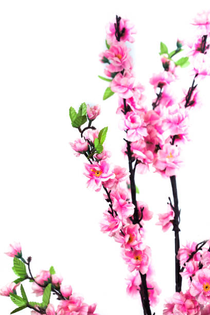istock Handcraft Sakura flower on white background 700834496