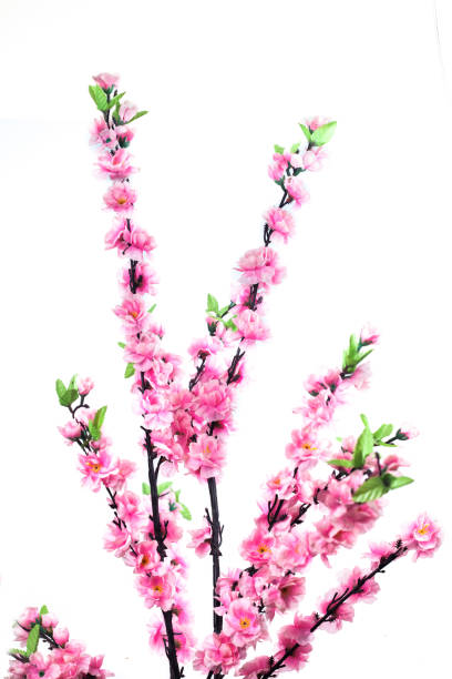 istock Handcraft Sakura flower on white background 700834508