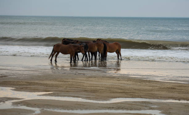 istock Horses at the shoreline 700834704
