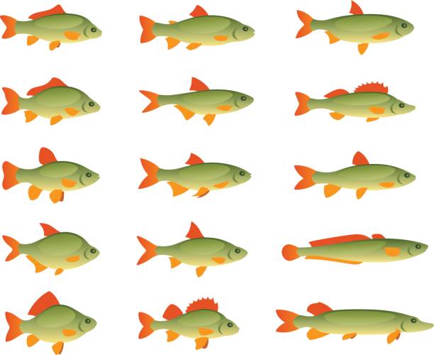 illustrazioni stock, clip art, cartoni animati e icone di tendenza di set di vari pesci - catch of fish fish tuna sea bream