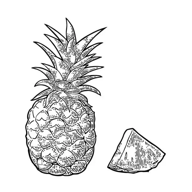 Vector illustration of Whole and slice pineapple. Vector black vintage engraving