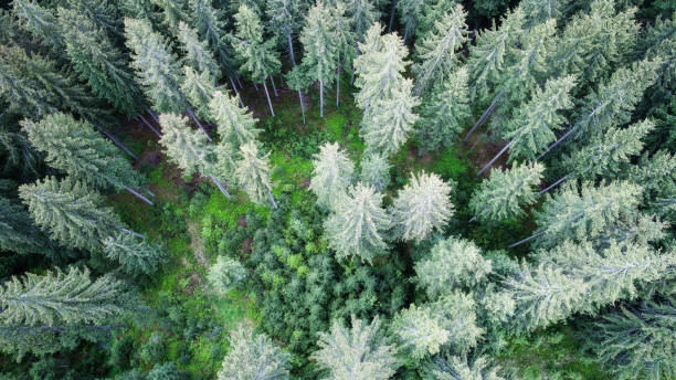 istock Aerial shot of green forest 700840050