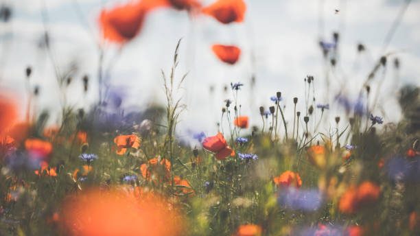 istock Red poppy in beautiful sunset against the dusk 700840068