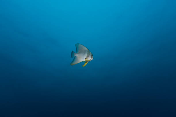 Teira Batfish (Platax teira) in the blue School of Teira Batfish (Platax teira) in the blue ocean longfin spadefish stock pictures, royalty-free photos & images