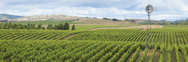 paesaggio vigneto + mulino a vento - carneros valley napa valley vineyard california foto e immagini stock