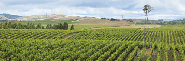 krajobraz winnicy + wiatrak - carneros valley napa valley vineyard california zdjęcia i obrazy z banku zdjęć